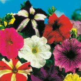 PETUNIA HYB.NANA MISCUGLIO NR.100 SEMI